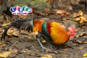 Mơ thấy gà rừng đánh con gì ăn chắc? Giải mã giấc chiêm bao