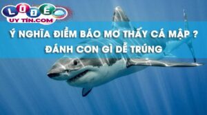 Mơ thấy cá mập đánh con gì, báo hiệu điều gì?