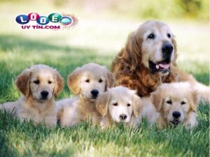 Mơ thấy chó con là điềm gì, đánh số gì mang lại tài lộc?