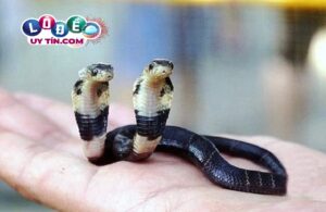 Nằm mơ thấy rắn 2 đầu đánh con gì, giải mã ý nghĩa