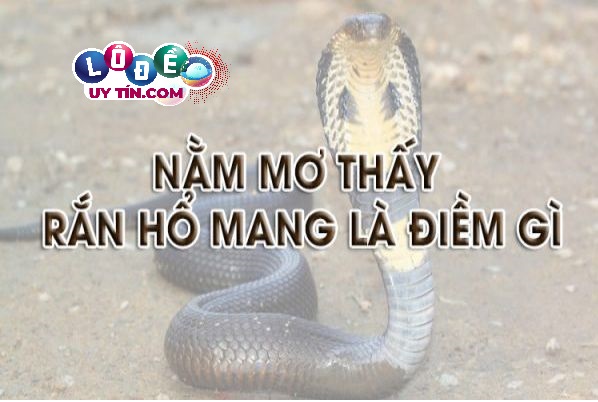 Giải mã điềm báo nằm mơ thấy rắn hổ mang đánh con gì