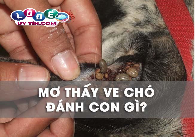 Mơ thấy ve chó là điềm báo gì, nên đánh con số gì?