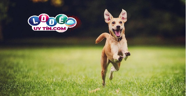 Mơ thấy chó là điềm lành hay dữ, nên đánh số nào