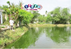 Nằm mơ thấy ao cá đánh con số gì, là điềm tốt hay xấu?