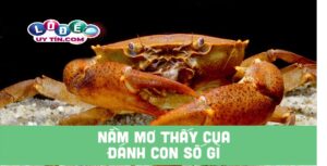Nằm mơ thấy cua đánh con gì? Ý nghĩa chiêm bao thấy con cua