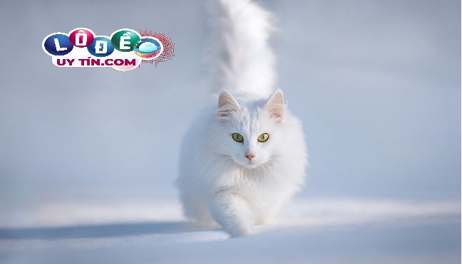 Mơ thấy mèo trắng có ý nghĩa gì, đánh con gì?