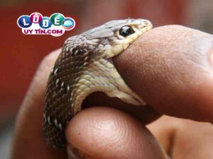 Mơ thấy rắn cắn đánh con gì dễ trúng, là điềm lành hay dữ?