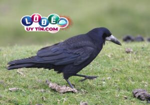 Mơ thấy quạ đen có phải điềm xui xẻo? Nên đánh con gì tốt