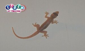 Nằm mơ thấy thằn lằn là điềm gì? Nên đánh con gì?