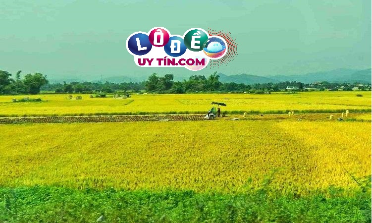 Mơ thấy cánh đồng lúa dự báo điềm gì, đánh con số gì?
