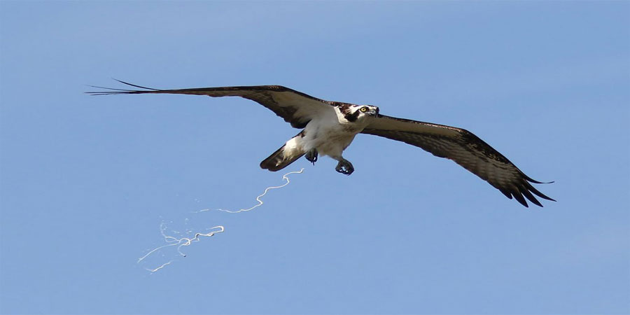 Mơ Chim Ỉa Vào Người Là Điềm Gì? Thông Tin Từ Những Giấc Mơ