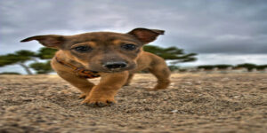 Mơ thấy con chó đánh con gì? Giải mã giấc mơ thấy con chó